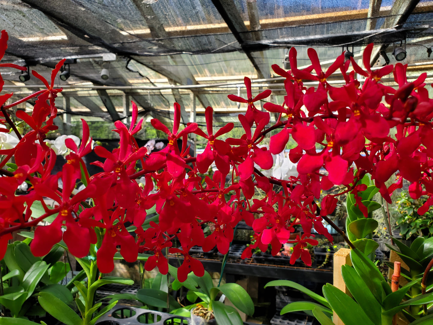 Renanthera Kalsom 'Red Dragon' NEW! Our Best Seller! Blooming Size-Limited!