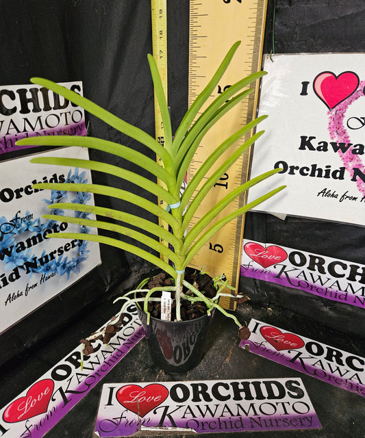 Vanda Merv. L. Velthuis x Vanda Adisak