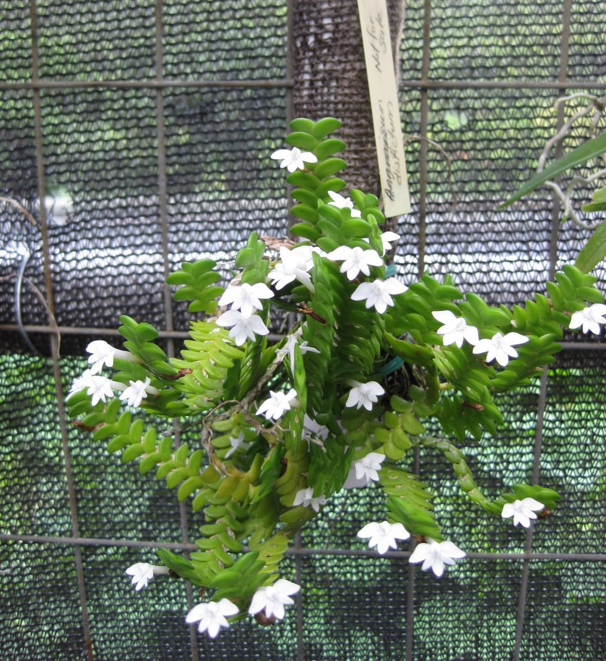 Angraecum distichum