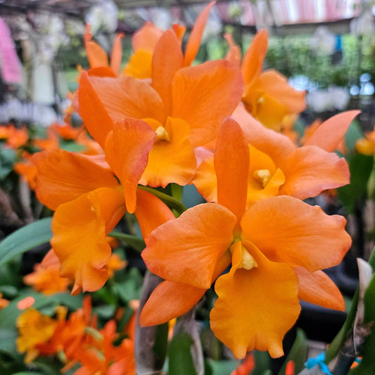 blc fuchs orange nugget 'lea' Kawamoto Orchids Honolulu Hawaii Oahu