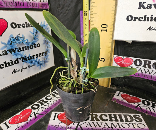 Rlc. Thongsuphan 'Brielle'