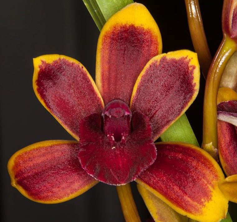 Cymbidium Morning Dew 'Mana' Warm growing Kawamoto orchids Hawaii