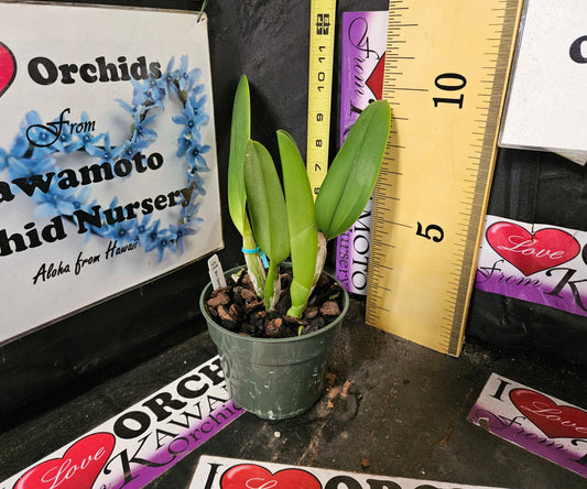 Blc. George King 'Serendipity' AM/AOS