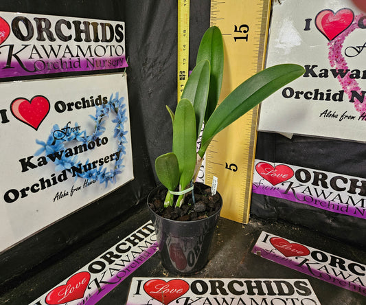 Blc. Sung Ya Green 'King Dragon'