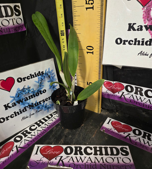 Rlc. Lai Ching-Te 'Tainan' 5" Pot