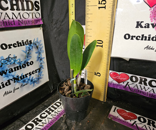 Rlc. Nakornchaisri Delight #3