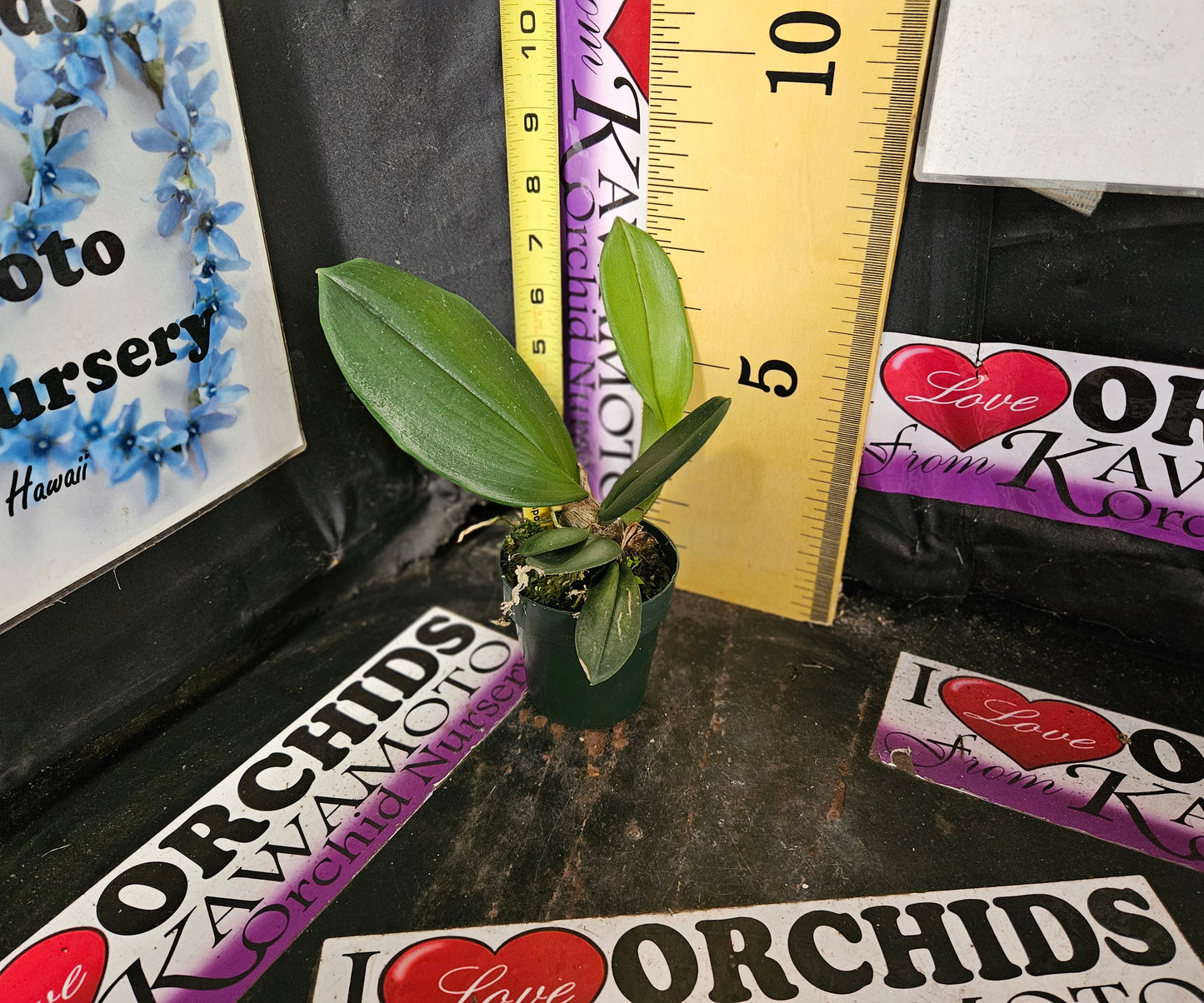 Onc. (Psy.) Mariposa