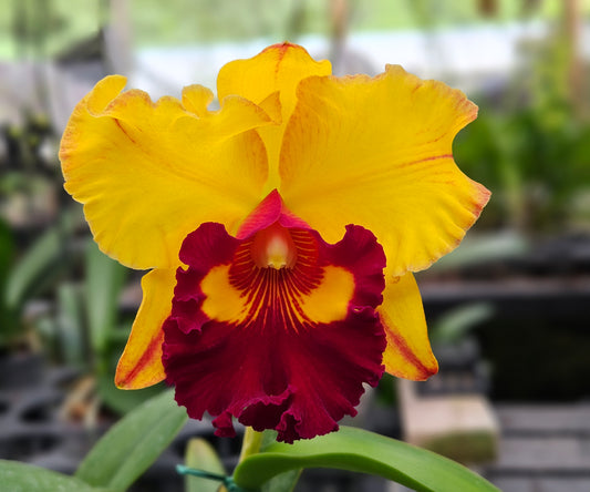 Rlc. Lai Ching-Te 'Tainan' 5" Pot
