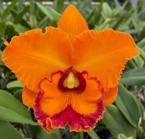 Rlc. Nakornchaisri Delight '#4' kawamoto orchids