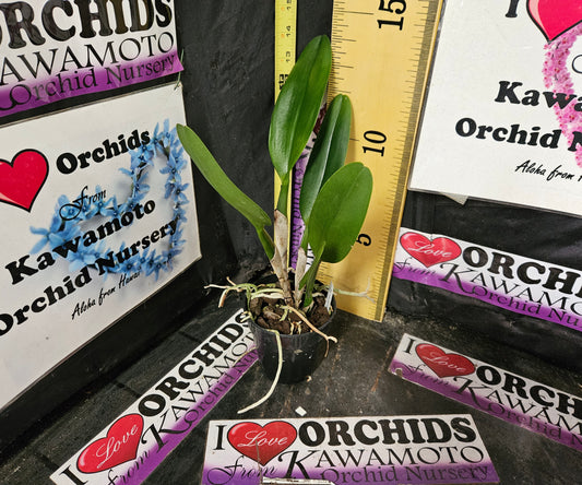 Rlc._Nakornchaisri_Delight_4 kon