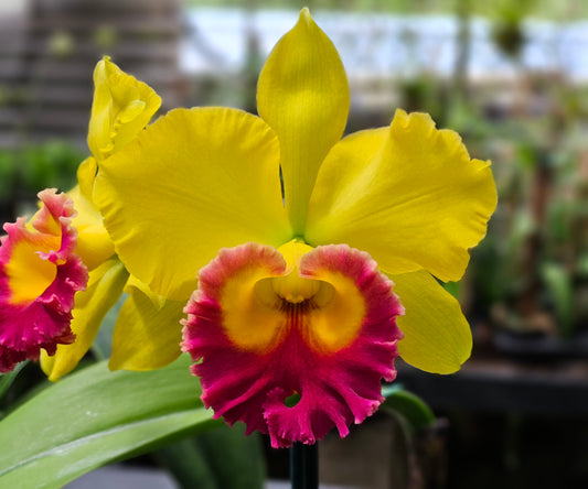 Rlc thongsuphan brielle yellow cattleya kawamoto orchids hawaii
