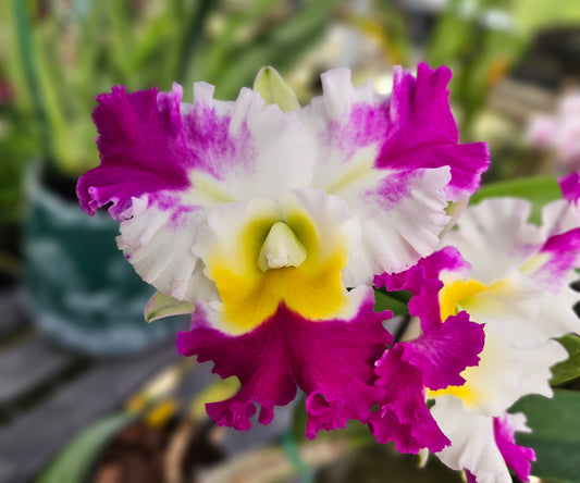 Rlc. David Matsuura 'Paradise'