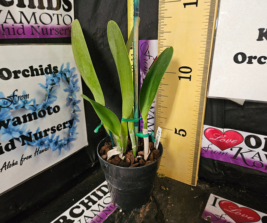 Blc. Williette Wong 'The Best' AM/AOS