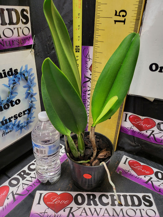 Blc. Burdekin Wonder "Lake Land" AM/AOS