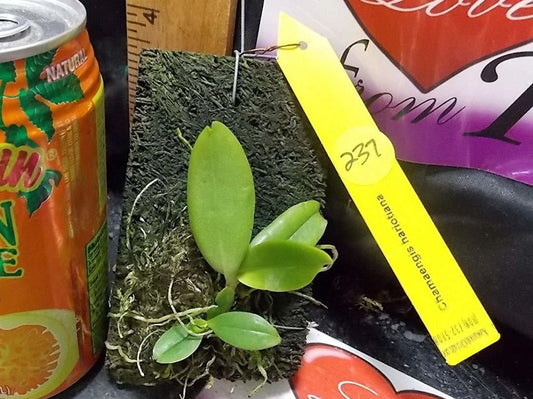 Chamaengis hariotiana