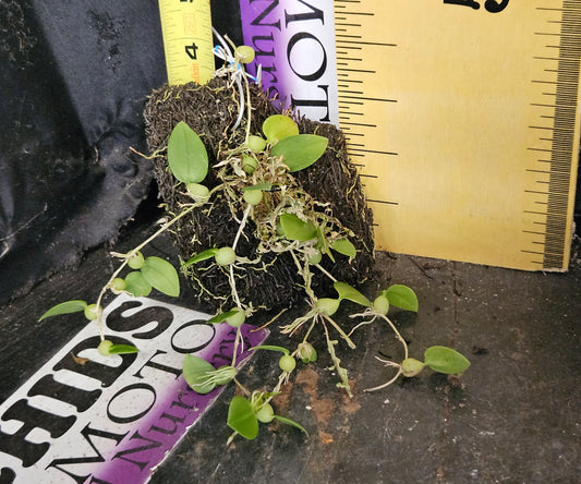 Bulbophyllum comberi