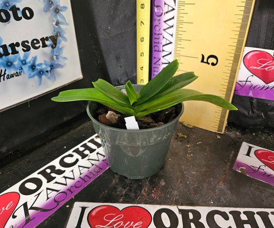 Rhynchostylis gigantea 'Red'