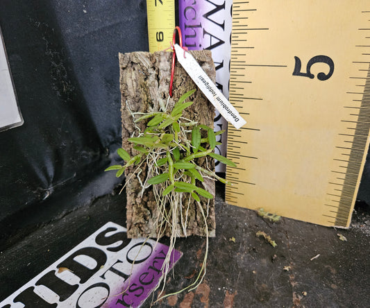 Dendrobium loddigesii