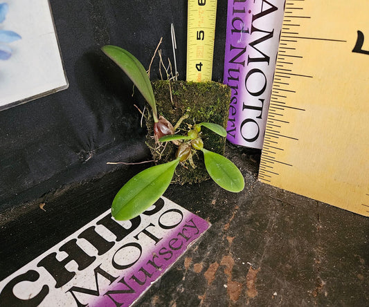 Bulbophyllum othonis