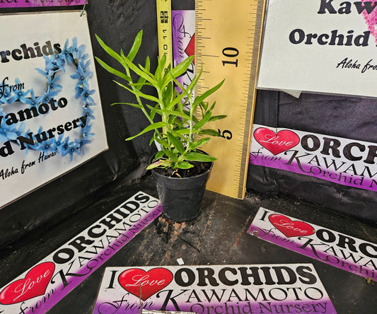 Epidendrum radicans 'Pink Powder Puff'