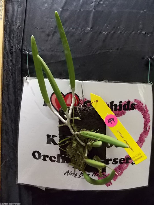 Dendrobium wassellii