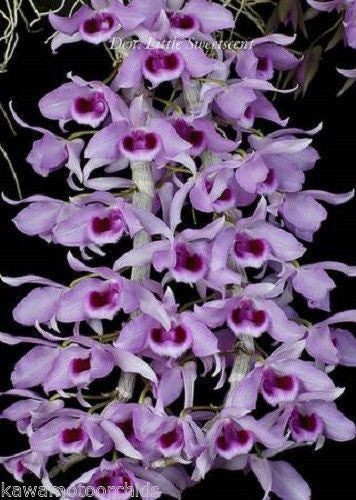 Dendrobium