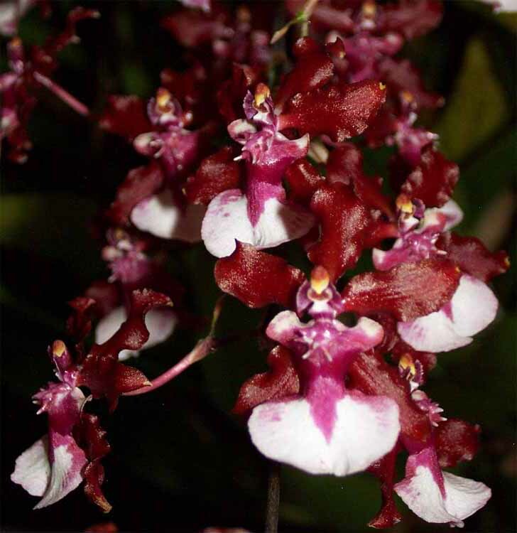 Oncidium, Brassia, Miltonidium, Zygopetalum, etc.