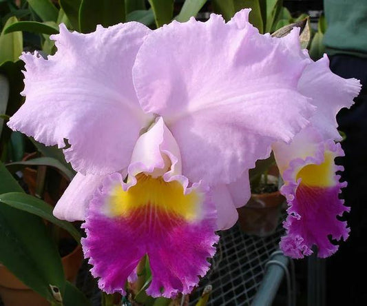 C. Horace 'Maxima' AM/AOS Sweetly Fragrant! Collector's Item Attractive!