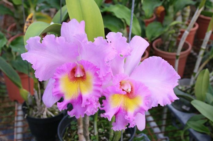 Blc. Mahina Yahiro 'Julie' (Blc. Meditation x Blc. Donna Kimura)