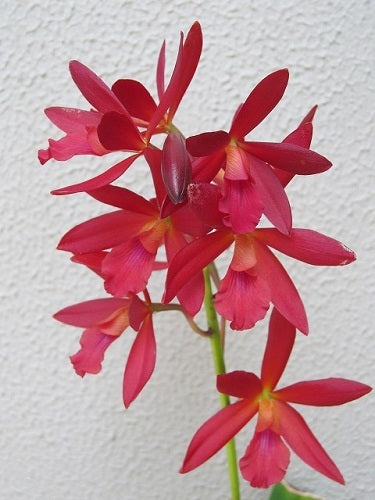 Epc. Charlie Brown 'Rojo'