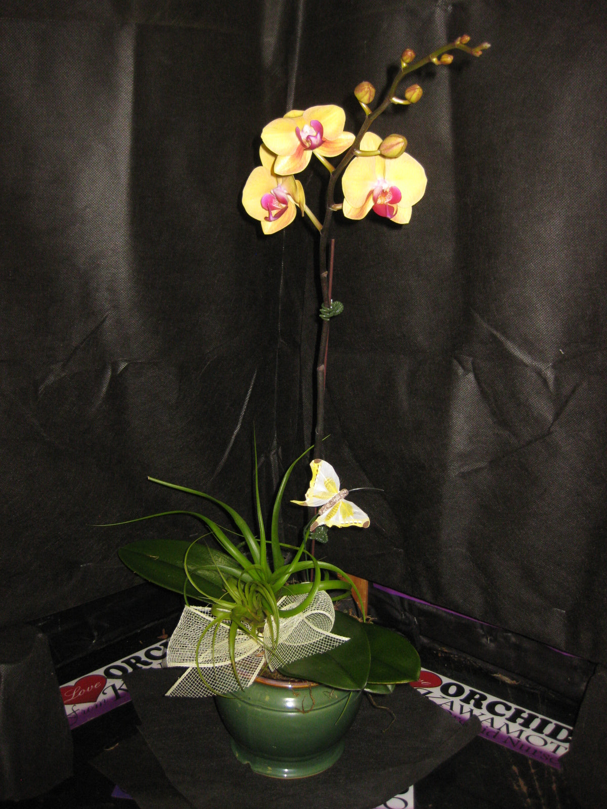 Orchid Arrangement