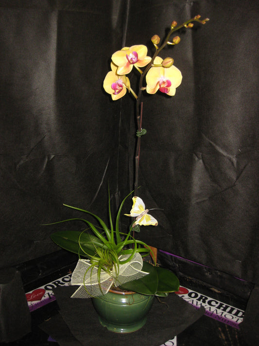 Flower Orchid Arrangement Honolulu Hawaii Kawamoto orchids valentines day mothers day sympathy birthday christmas