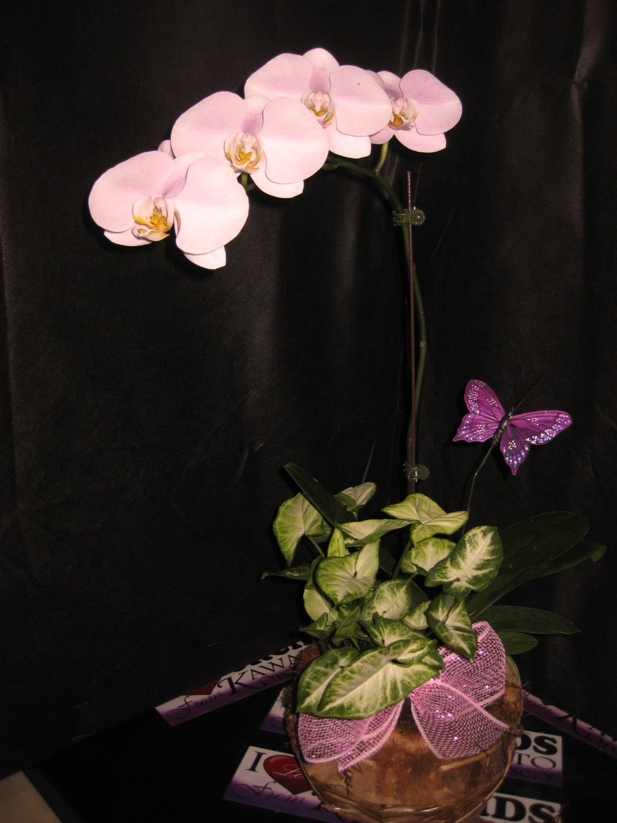 orchid gift basket arrangement