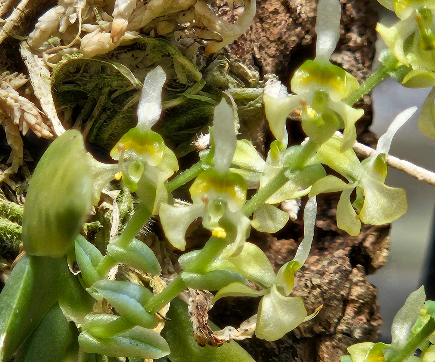 Ornithocephalus gladiatus var. bonplandii x sib