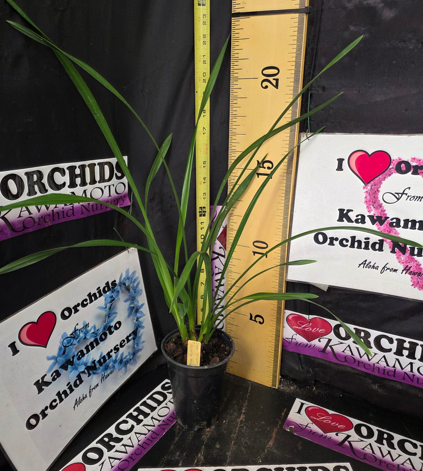 Cymbidium (Enzan Forest × Valerie Absolonova) 'Valerie's Forest'