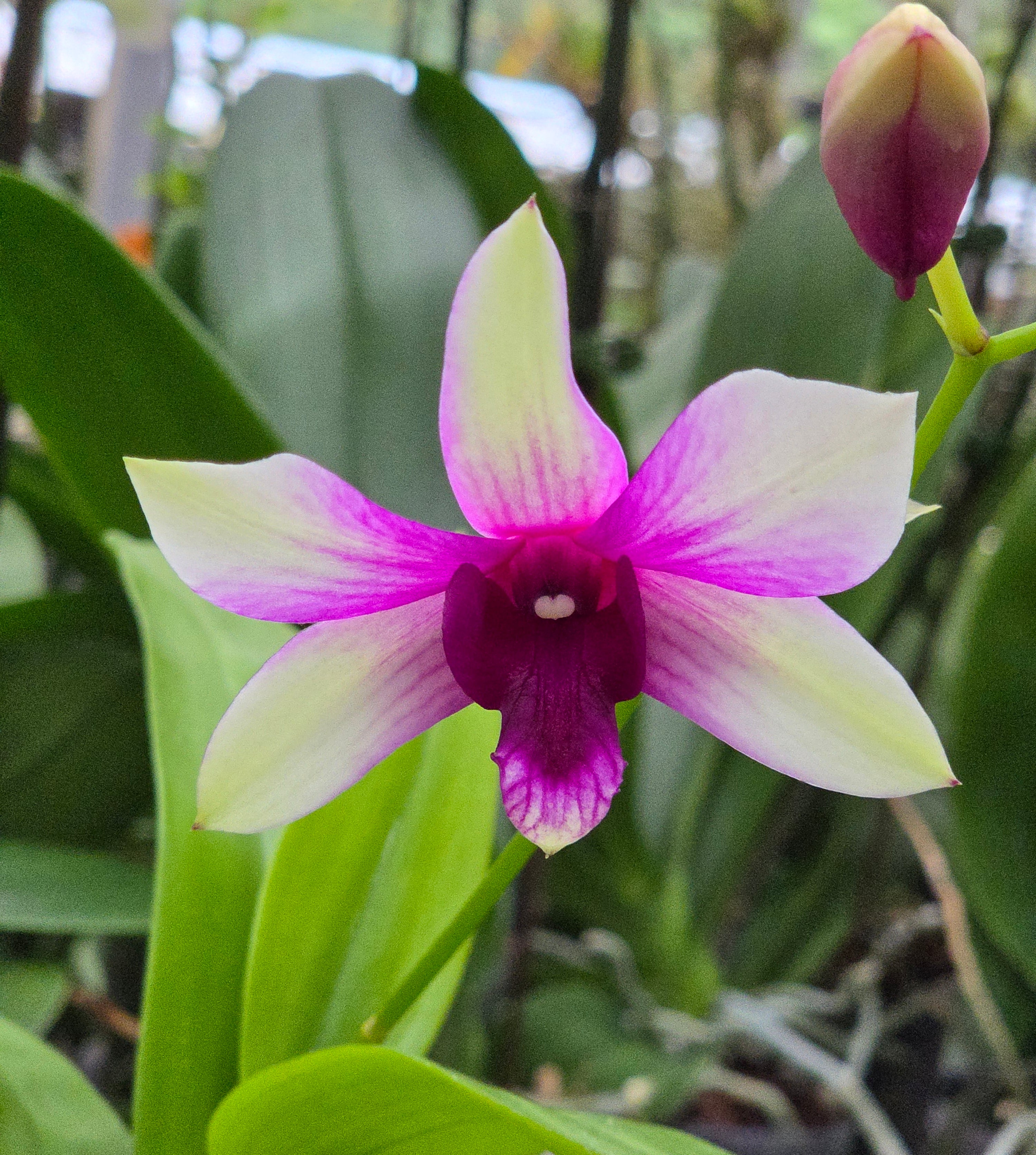 Dendrobium – Kawamoto Orchid Nursery