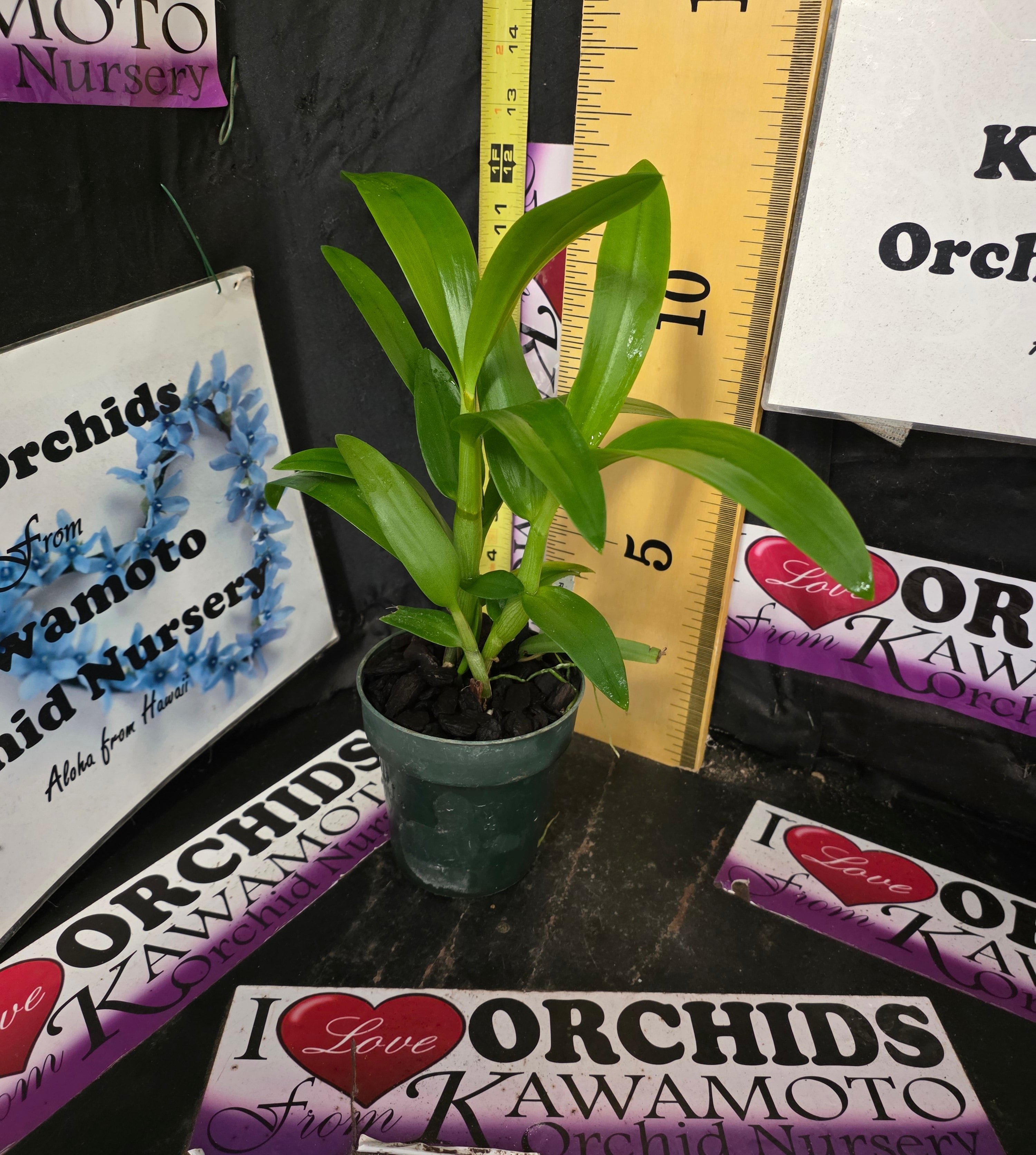 Den. Rainbow 'Brielle' – Kawamoto Orchid Nursery