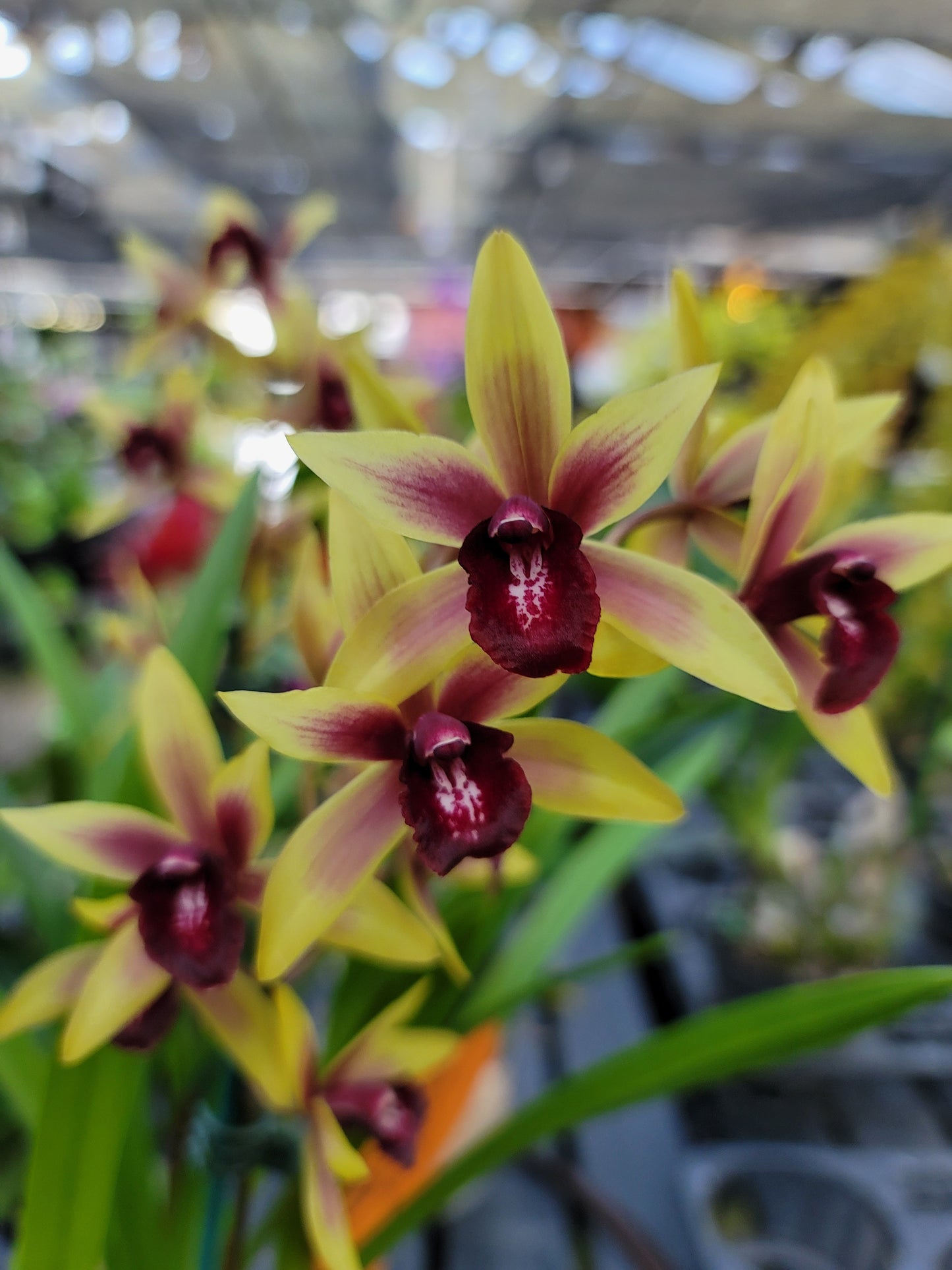 Cymbidium (valerie Absolonova x canaliculatum) 'Mana'