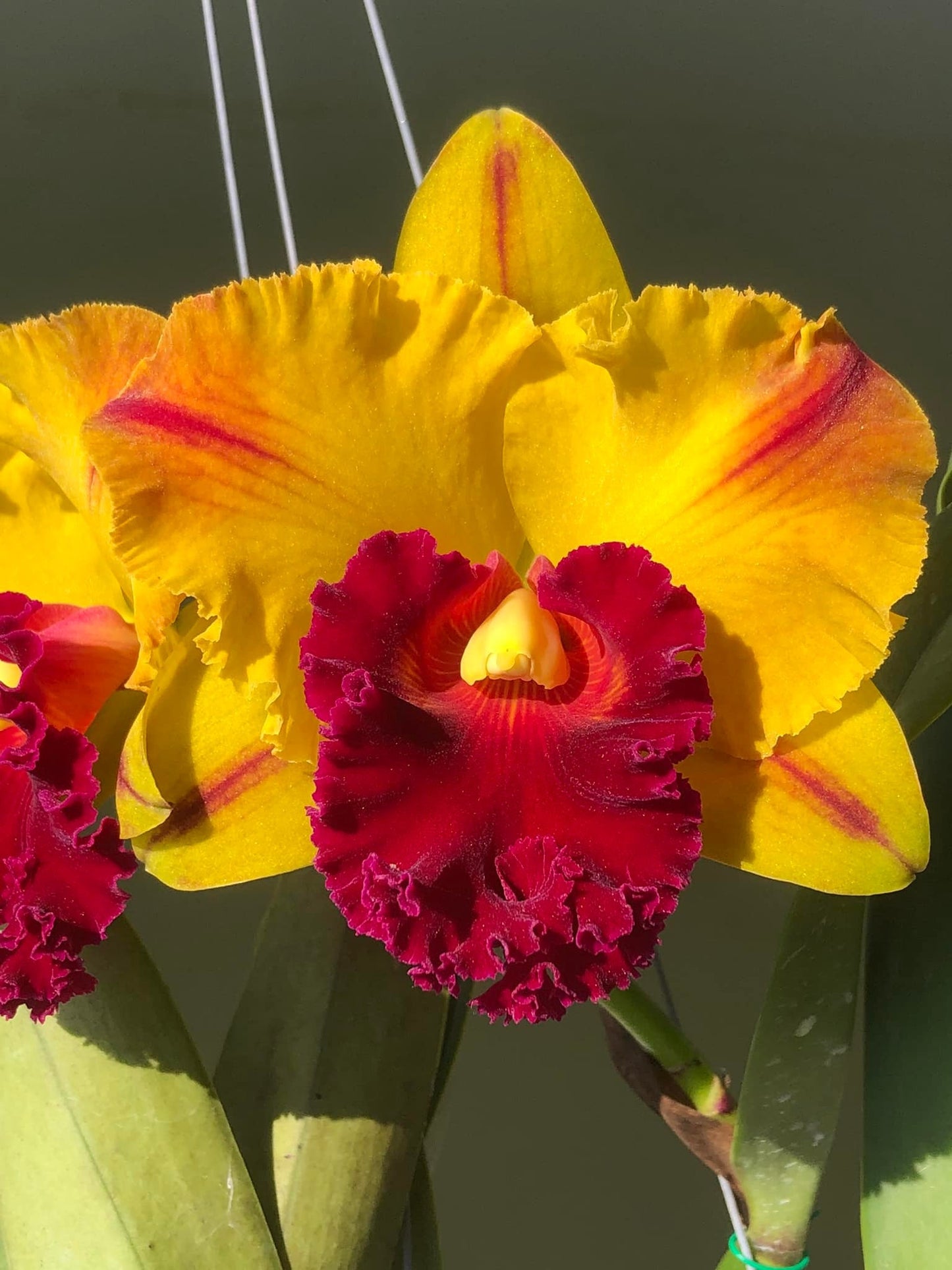 Rlc. Yingluck Smile 'Red Line' Fragrant! Attractive Cattleya - Must Have!