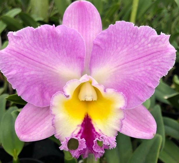 Blc. Hawaiian Deluxe 'NN'