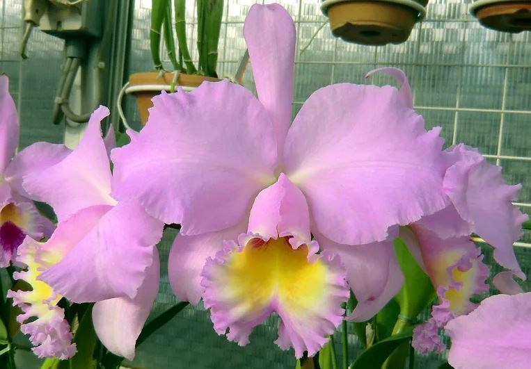 Blc. Marcella Koss 'Pink Marvel' AM/AOS Highly Awarded! Fragrant! The Best!