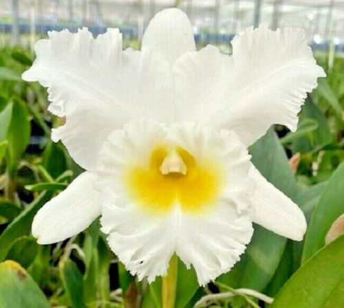 Blc. Mahina Yahiro (White) Beautiful! Fragrant Cattleya Orchid Plant