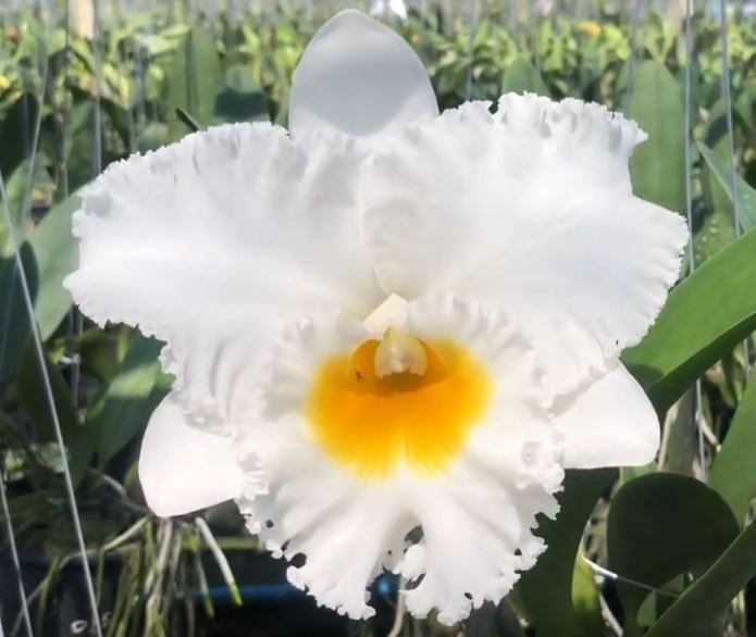 Rlc. Shinaphat Diamond 'White Swan' Fragrant Cattleya Orchid Plant