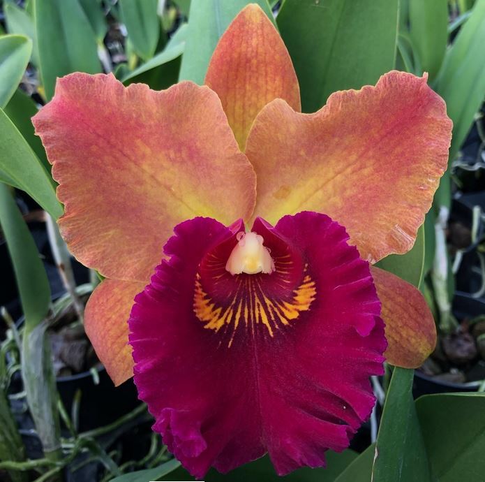 Rlc. Hey Song 'Orange' Fragrant Cattleya Orchid Plant- Award Quality!