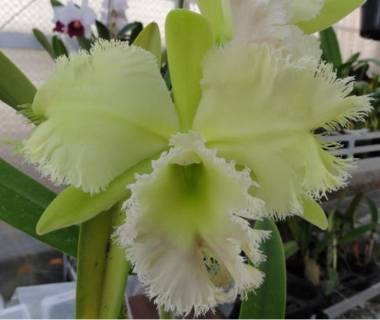 Rlc. Golf Green 'Hair Pig' Hard to find cattleya Collectors item! Fragrant!