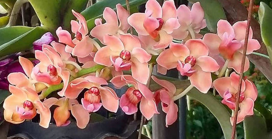 Rhynchostylis gigantea (Pink x Orange) Fragrant! Foxtail Orchid