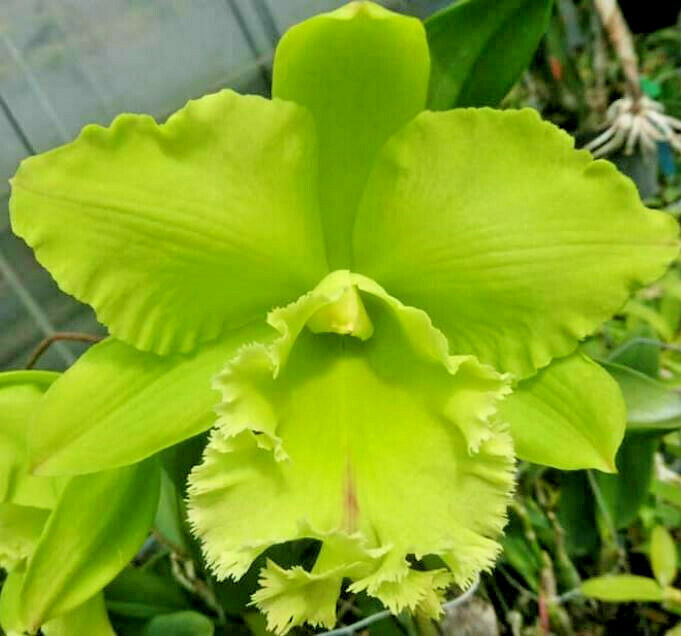 Blc. Sung Ya Green 'King Dragon' (Blc. Ports of paradise 'Emerald' FCC/AOS x Meadow Morn)