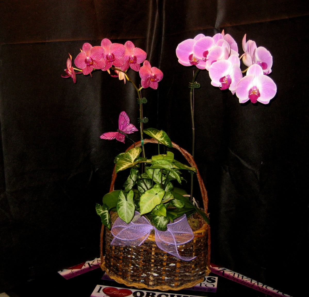 gift basket orchid arrangement