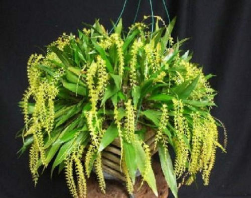 Dendrochilum formosanum