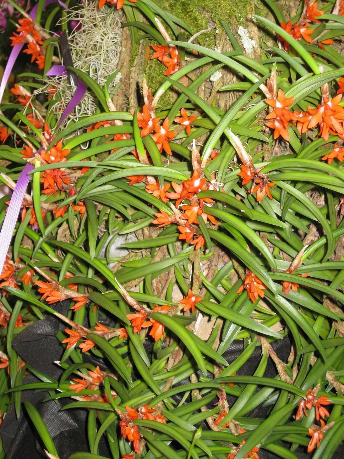 Ceratostylis rubra